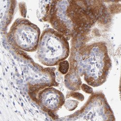 Invitrogen LHFPL1 Polyclonal Antibody 100 &mu;L; Unconjugated:Antibodies,