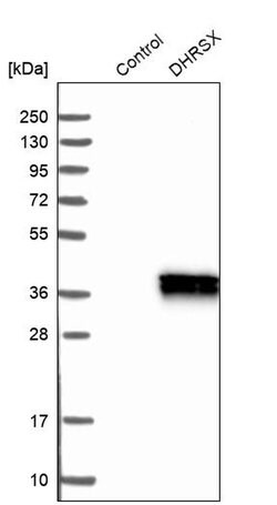 DHRSX Rabbit anti-Human, Polyclonal, Invitrogen 100 &mu;L; Unconjugated:Antibodies,