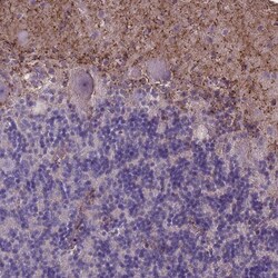 Invitrogen MLC1 Polyclonal Antibody 100 &mu;L; Unconjugated:Antibodies,
