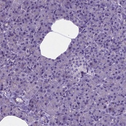 Invitrogen MLC1 Polyclonal Antibody 100 &mu;L; Unconjugated:Antibodies,