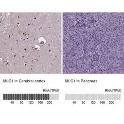 Invitrogen MLC1 Polyclonal Antibody 100 &mu;L; Unconjugated:Antibodies,