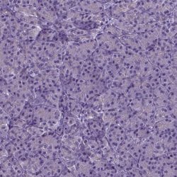 Invitrogen MLC1 Polyclonal Antibody 100 &mu;L; Unconjugated:Antibodies,