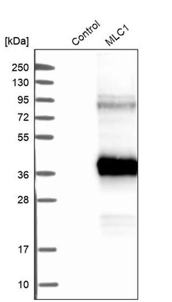 Invitrogen MLC1 Polyclonal Antibody 100 &mu;L; Unconjugated:Antibodies,