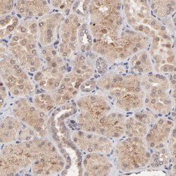 Invitrogen BAIAP2L2 Polyclonal Antibody 100 &mu;L; Unconjugated:Antibodies,