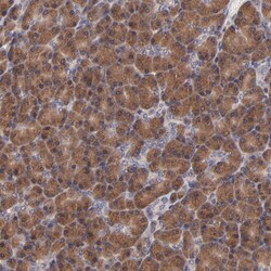 Invitrogen BAIAP2L2 Polyclonal Antibody 100 &mu;L; Unconjugated:Antibodies,