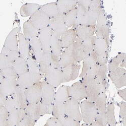 Invitrogen BAIAP2L2 Polyclonal Antibody 100 &mu;L; Unconjugated:Antibodies,