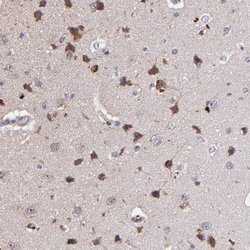 Invitrogen MAGEE1 Polyclonal Antibody 100 &mu;L; Unconjugated:Antibodies,