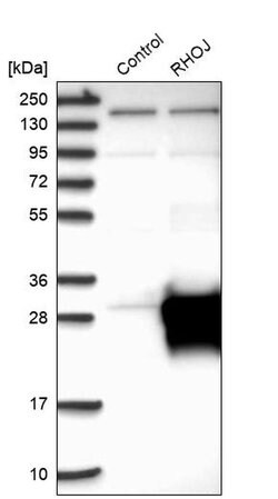 Invitrogen RhoJ Polyclonal Antibody 100 &mu;L | Buy Online | Invitrogen&trade; | Fisher Scientific