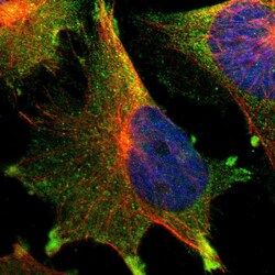 Invitrogen TTLL12 Polyclonal Antibody 100 &mu;L; Unconjugated:Antibodies,
