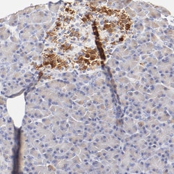Invitrogen ASB9 Polyclonal Antibody 100 &mu;L; Unconjugated:Antibodies,