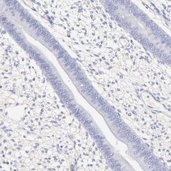 Invitrogen ASB9 Polyclonal Antibody 100 &mu;L; Unconjugated:Antibodies,