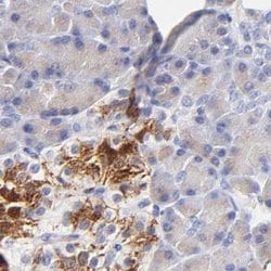 Invitrogen ASB9 Polyclonal Antibody 100 &mu;L; Unconjugated:Antibodies,