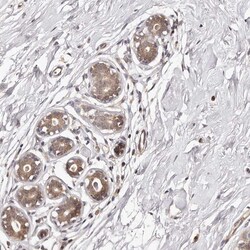Invitrogen MDP1 Polyclonal Antibody 100 &mu;L; Unconjugated:Antibodies,