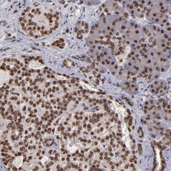 Invitrogen CSDC2 Polyclonal Antibody 100 &mu;L; Unconjugated:Antibodies,