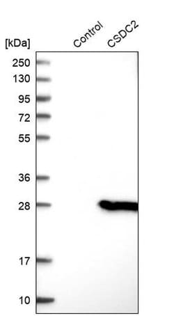 Invitrogen CSDC2 Polyclonal Antibody 100 &mu;L; Unconjugated:Antibodies,
