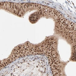 Invitrogen FAM227A Polyclonal Antibody 100 &mu;L; Unconjugated:Antibodies,