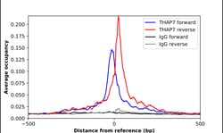Invitrogen THAP7 Polyclonal Antibody 100 &mu;L; Unconjugated:Antibodies,
