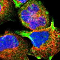 Invitrogen STON2 Polyclonal Antibody 100 &mu;L; Unconjugated:Antibodies,