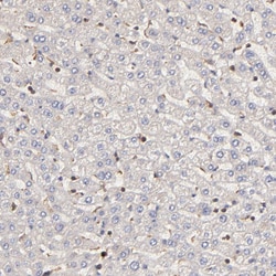 Invitrogen STON2 Polyclonal Antibody 100 &mu;L; Unconjugated:Antibodies,