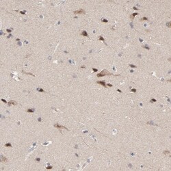 Invitrogen FAM199X Polyclonal Antibody 100 &mu;L; Unconjugated:Antibodies,