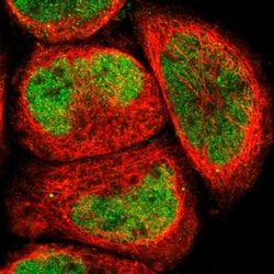 Invitrogen ELMSAN1 Polyclonal Antibody 100 &mu;L; Unconjugated:Antibodies,