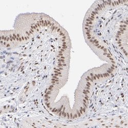 Invitrogen ELMSAN1 Polyclonal Antibody 100 &mu;L; Unconjugated:Antibodies,