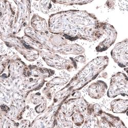 Invitrogen AFF2 Polyclonal Antibody 100 &mu;L; Unconjugated:Antibodies,