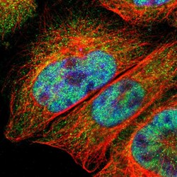 Invitrogen ZNF670 Polyclonal Antibody 100 &mu;L; Unconjugated:Antibodies,