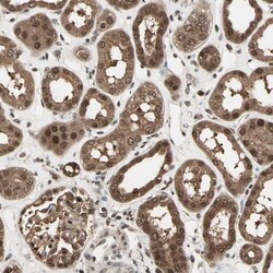 Invitrogen ZNF44 Polyclonal Antibody 100 &mu;L; Unconjugated:Antibodies,