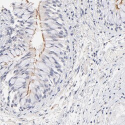 Invitrogen RIBC2 Polyclonal Antibody 100 &mu;L; Unconjugated:Antibodies,