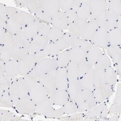 Invitrogen RIBC2 Polyclonal Antibody 100 &mu;L; Unconjugated:Antibodies,