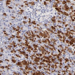 Invitrogen FAM117B Polyclonal Antibody 100 &mu;L; Unconjugated:Antibodies,