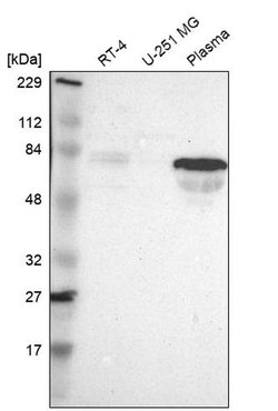 Invitrogen FAM117B Polyclonal Antibody 100 &mu;L; Unconjugated:Antibodies,