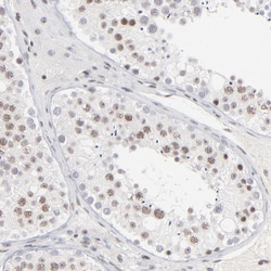 Invitrogen ZNF143 Polyclonal Antibody 100 &mu;L; Unconjugated:Antibodies,