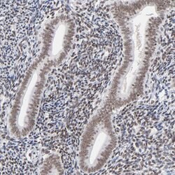 Invitrogen ZNF143 Polyclonal Antibody 100 &mu;L; Unconjugated:Antibodies,