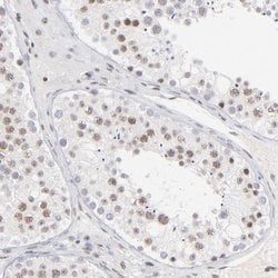 Invitrogen ZNF143 Polyclonal Antibody 100 &mu;L; Unconjugated:Antibodies,