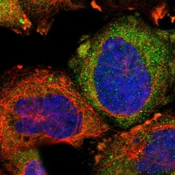 Invitrogen Optineurin Polyclonal Antibody 100 &mu;L; Unconjugated:Antibodies,