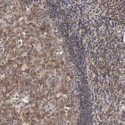 Invitrogen ASB8 Polyclonal Antibody 100 &mu;L; Unconjugated:Antibodies,