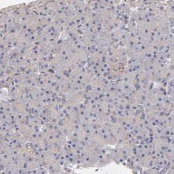 Invitrogen ASB7 Polyclonal Antibody 100 &mu;L; Unconjugated:Antibodies,