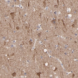 Invitrogen Contactin 3 Polyclonal Antibody 100 &mu;L; Unconjugated:Antibodies,