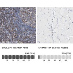 Invitrogen SH3KBP1 Polyclonal Antibody 100 &mu;L; Unconjugated:Antibodies,