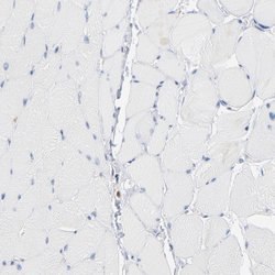 Invitrogen SH3KBP1 Polyclonal Antibody 100 &mu;L; Unconjugated:Antibodies,