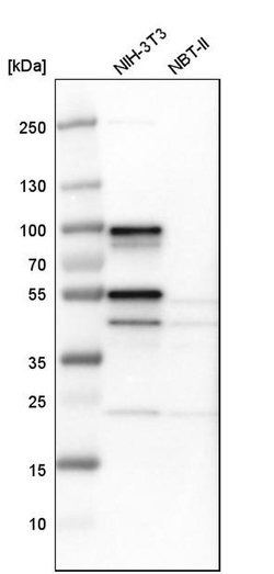 Invitrogen SH3KBP1 Polyclonal Antibody 100 &mu;L; Unconjugated:Antibodies,