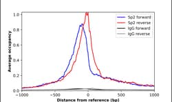 Invitrogen SP2 Polyclonal Antibody 100 &mu;L | Buy Online | Invitrogen&trade; | Fisher Scientific