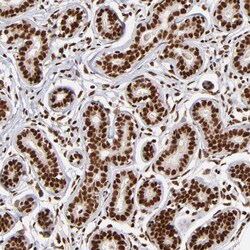 Invitrogen ZNF146 Polyclonal Antibody 100 &mu;L; Unconjugated:Antibodies,