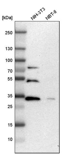 Invitrogen ZNF146 Polyclonal Antibody 100 &mu;L; Unconjugated:Antibodies,