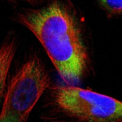 Invitrogen RPS21 Polyclonal Antibody 100 &mu;L; Unconjugated:Antibodies,