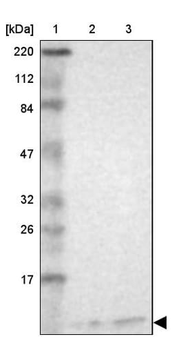 Invitrogen RPS21 Polyclonal Antibody 100 &mu;L; Unconjugated:Antibodies,