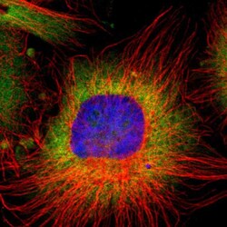 Invitrogen RPL9 Polyclonal Antibody 100 &mu;L; Unconjugated:Antibodies,