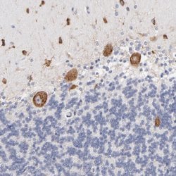 Invitrogen RPL9 Polyclonal Antibody 100 &mu;L; Unconjugated:Antibodies,